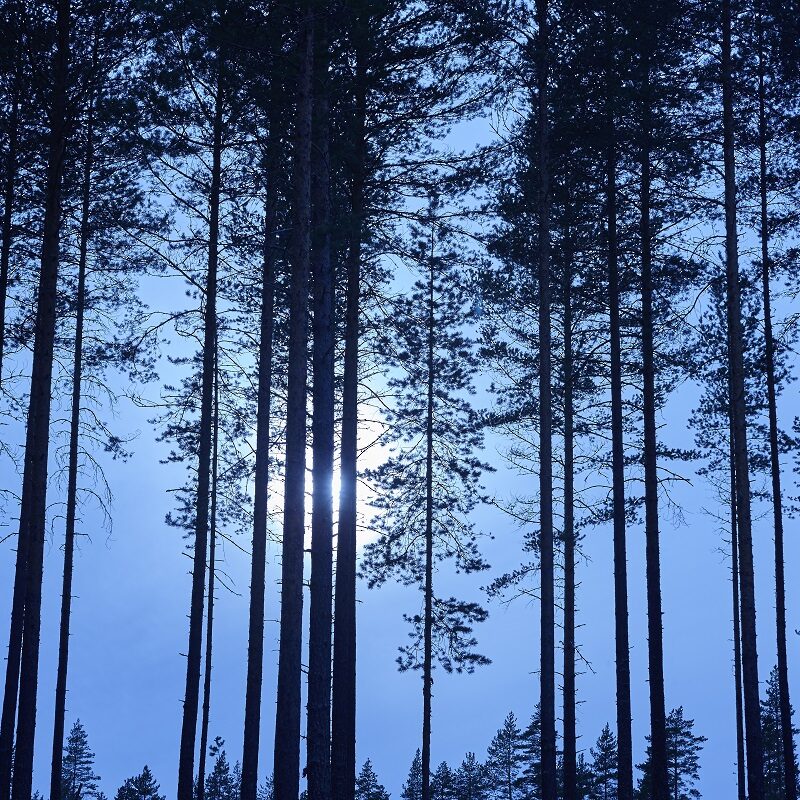 forest full moon at night