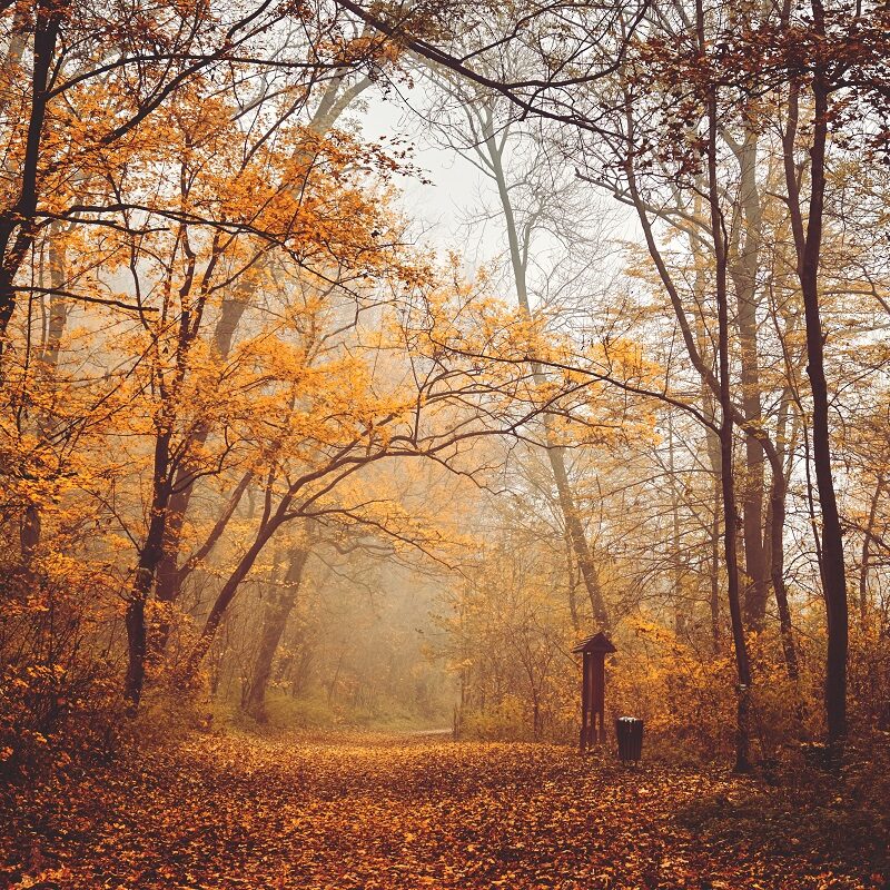 autumn trees with a rural road