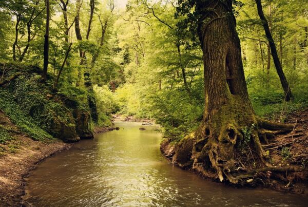 stream going through a forest