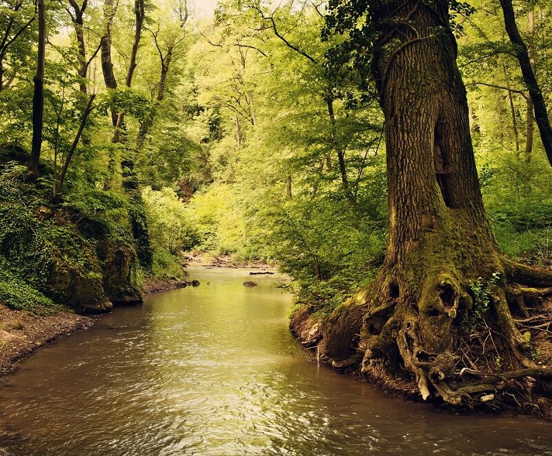 stream going through a forest