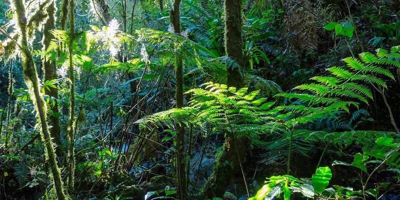 jungle foliage