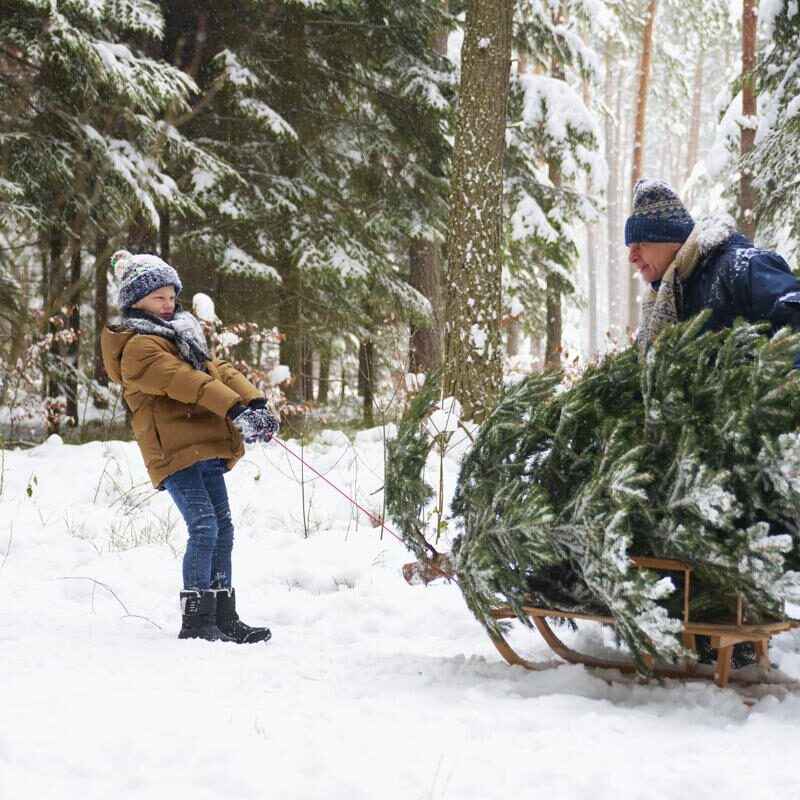 child and adult pulling cut Christmas tree through the forrest